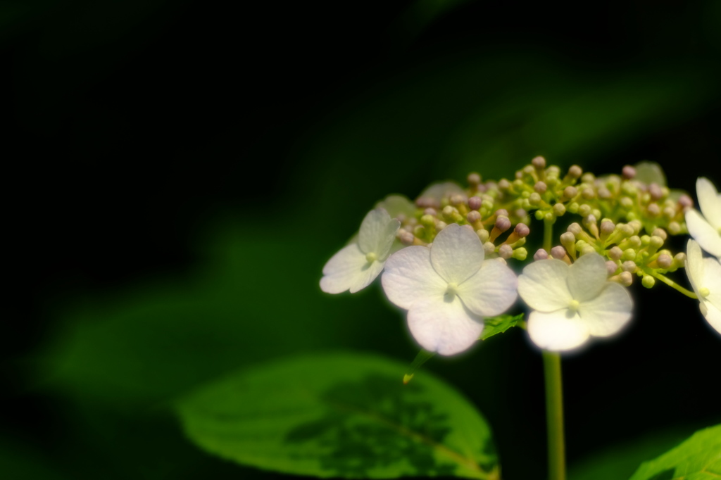 DSCF3013