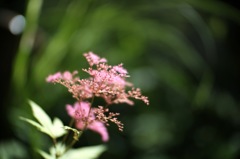 DSCF4755