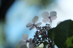 DSCF4738