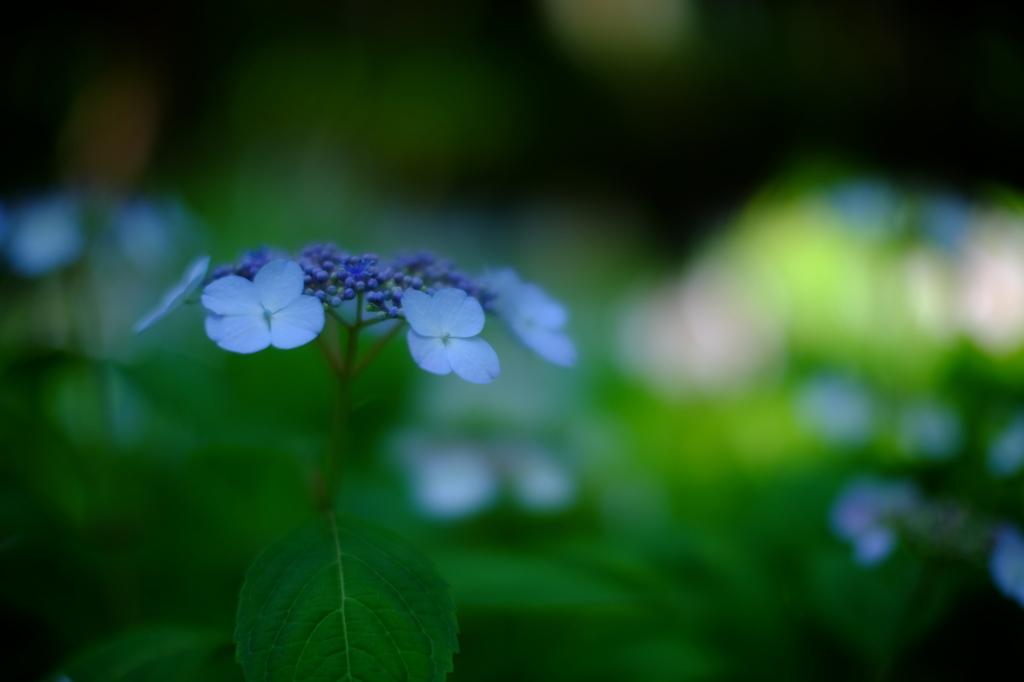 DSCF3331