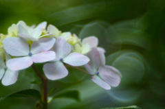 紫陽花