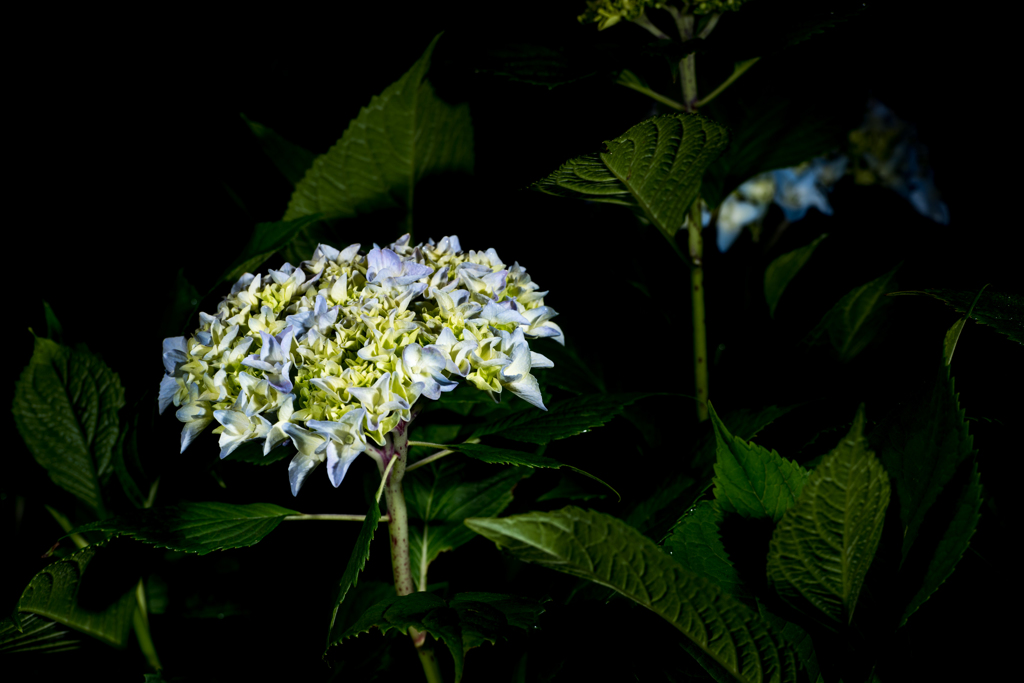 時間を変えられた紫陽花