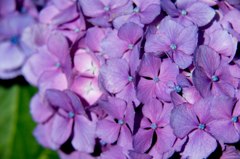 NIKON D800E-20140629153505