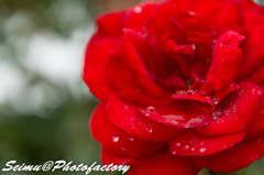 NIKON D800E-20140622121159