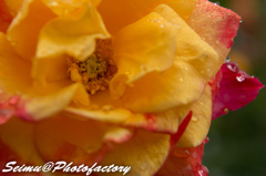 NIKON D800E-20140622120904