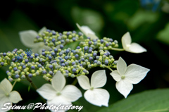 NIKON D800E-20140622160705