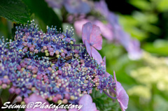 NIKON D800E-20140622133358