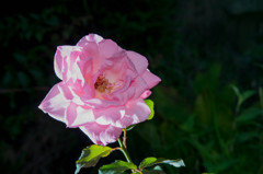 NIKON D800E-20140629171950