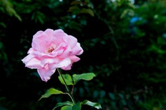 NIKON D800E-20140629171403