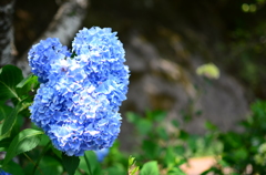 晴天の紫陽花