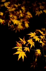 黄色い紅葉