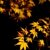 黄色い紅葉