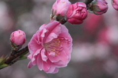 桃色の花桃の花