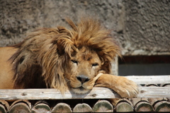 眠れる獅子