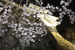 不夜城の桜