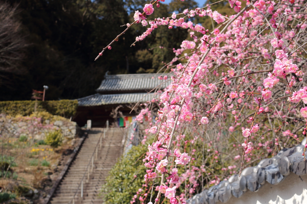 山のお寺に春が来た