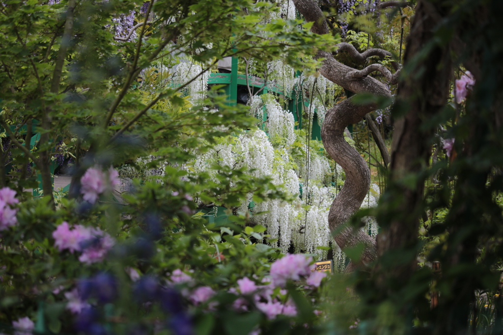 花園に登り龍