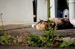 「あ、なんかいる」