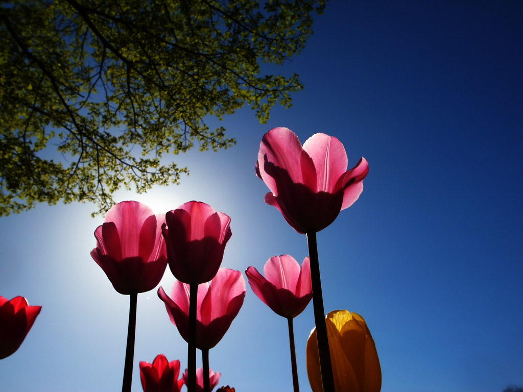 fine spring morning_①