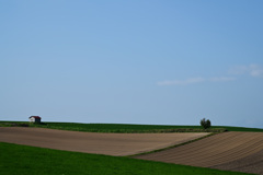 hut and tree