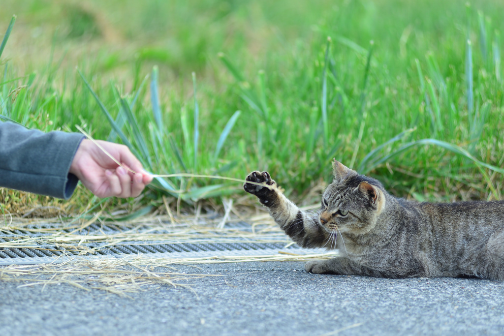 play with a stray cat_①