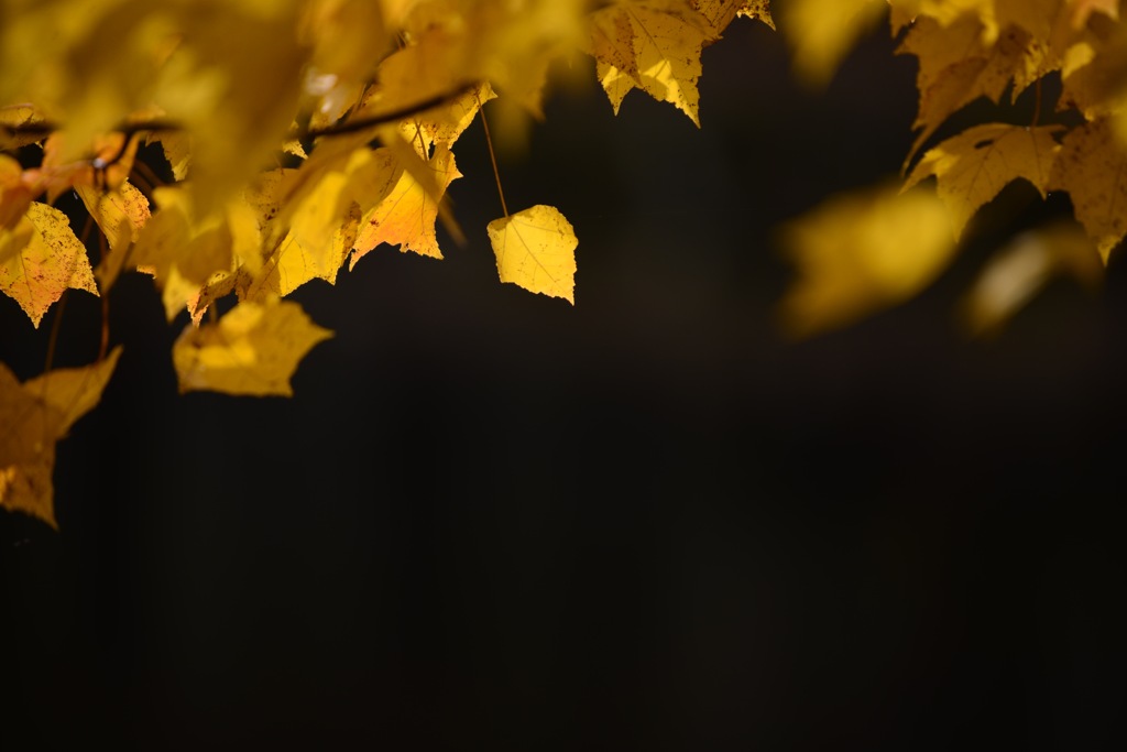 yellow foliage ②