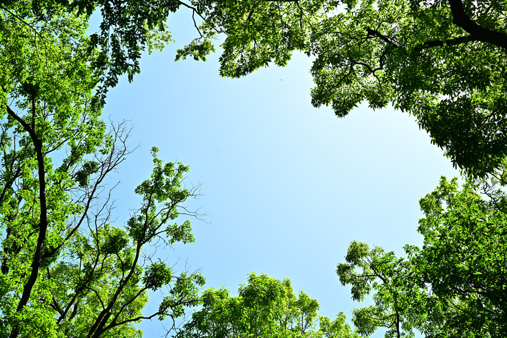 sky in the early summer