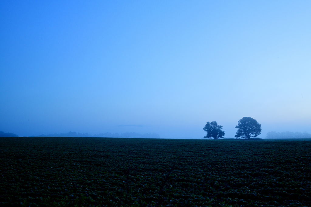 twin trees in the morning mist