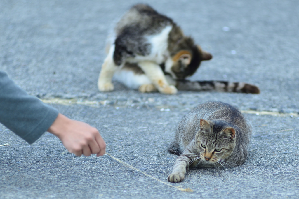 play with a stray cat_②