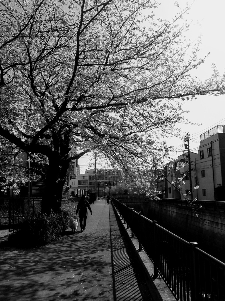 Sakura taken while jogging_②