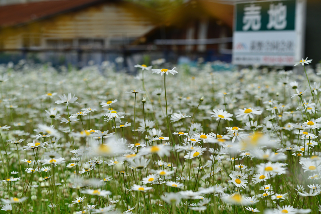 snow daisy_land for sale