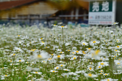 snow daisy_land for sale