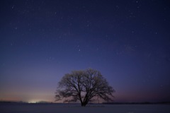 Elm tree awaiting dawn 