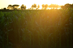 sunset in the maize field