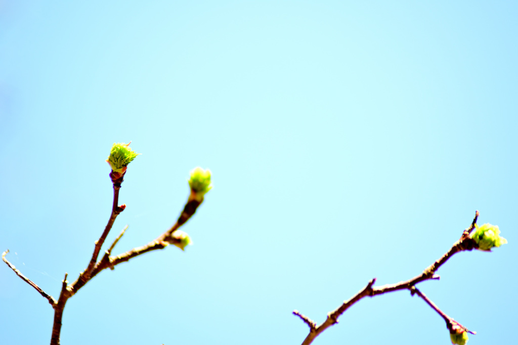 budding season_②