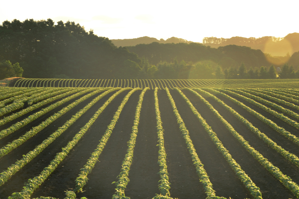 rows in the morning light