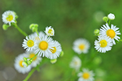 rainy sunday_small daisy