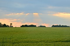 blessing of light_wheat field at dusk