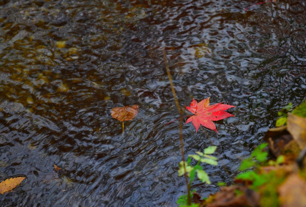 Autumn colors 5