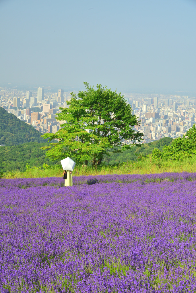 lavender field in sapporo