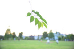 Ai Zoom-Nikkor 43-86mm F3.5③