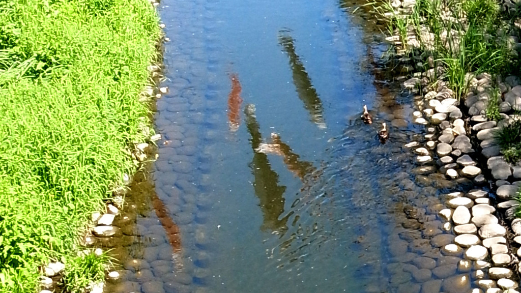koinobori_reflection