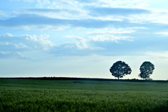 solitude of twin trees