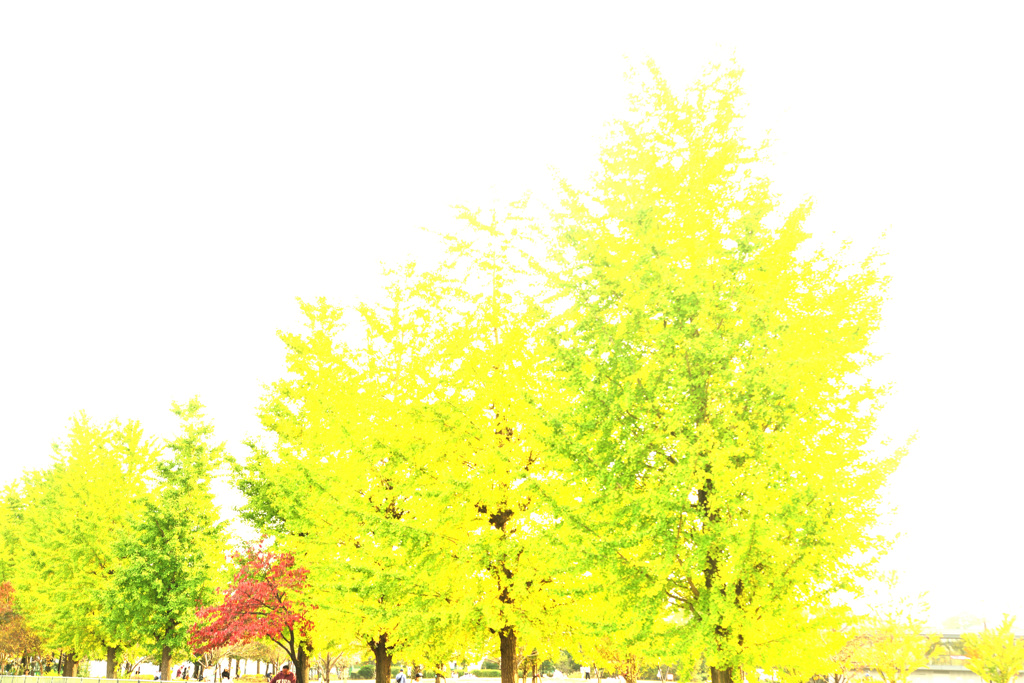 sparkling ginkgo