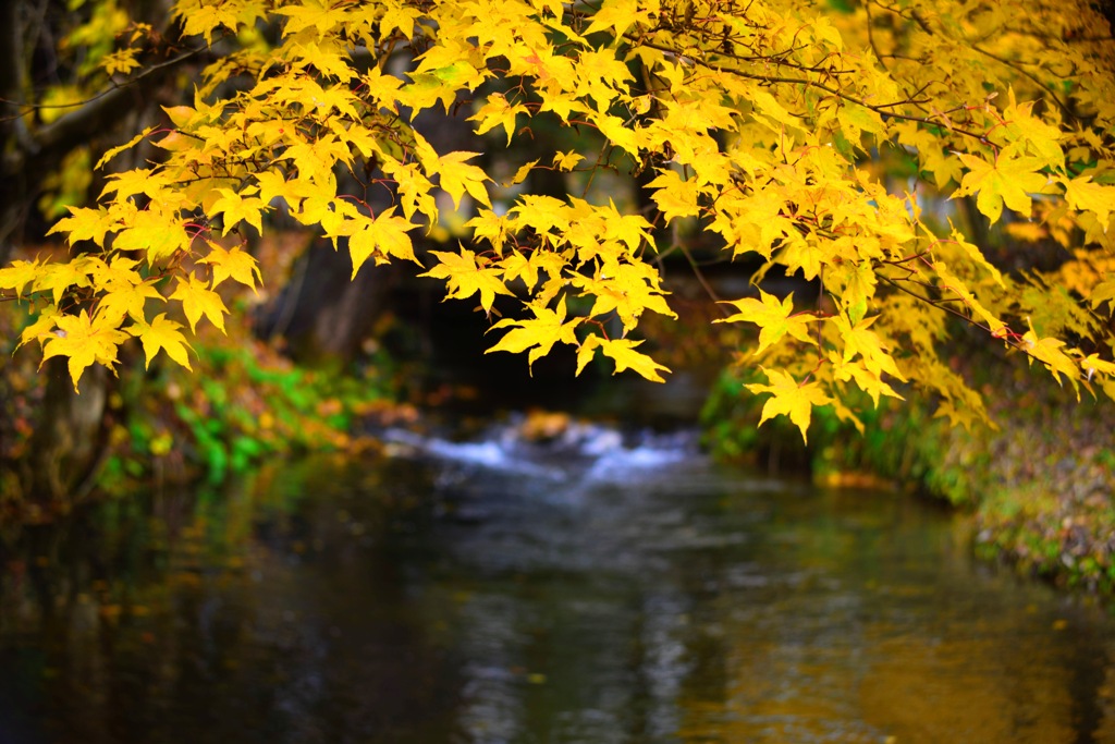 yellow foliage ③