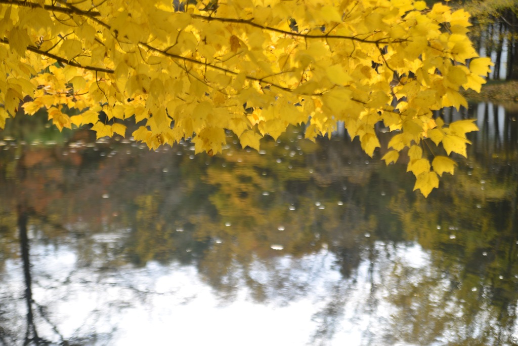 yellow foliage ④