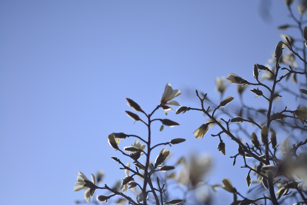 scent of spring_②