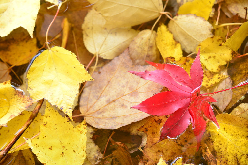 Autumn colors 6