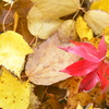 Autumn colors 6