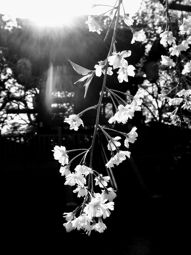 weeping cherry